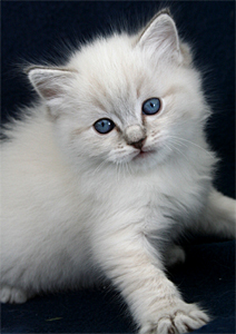 Samson