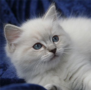Samson