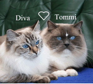 Diva & Tommi
