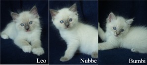 Leo, Nubbe & Bumbi