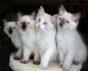 Danish litter