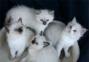 Danish litter