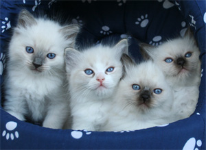 Danish litter