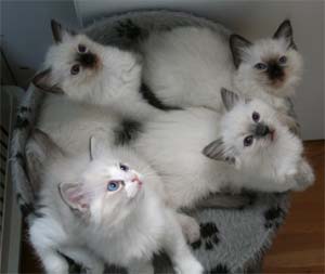 Danish litter